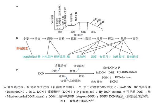 食品科學(xué) 安徽工程大學(xué)郭紅艷講師等 嘔吐毒素的食品污染 吸收代謝及腸道毒性研究進展